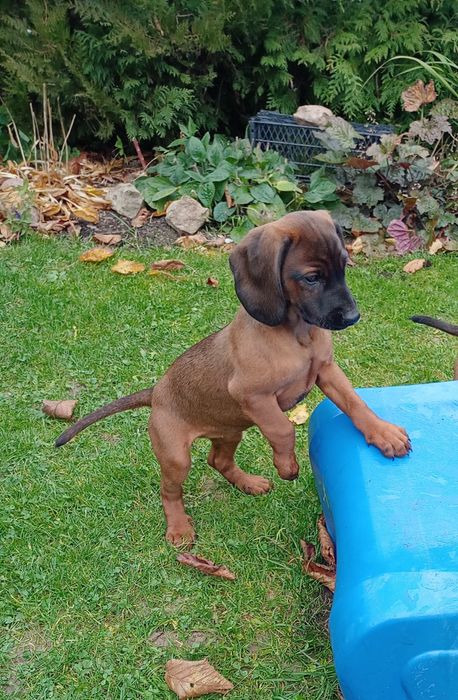 Sprzedam szczeniaka posokowiec bawarski