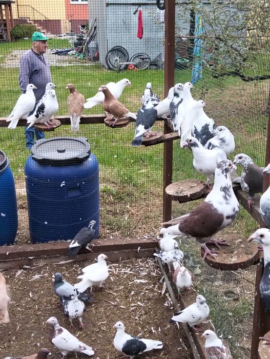 Staropolskie, ślaskie tarczowe, tygrysy,mulemansy,