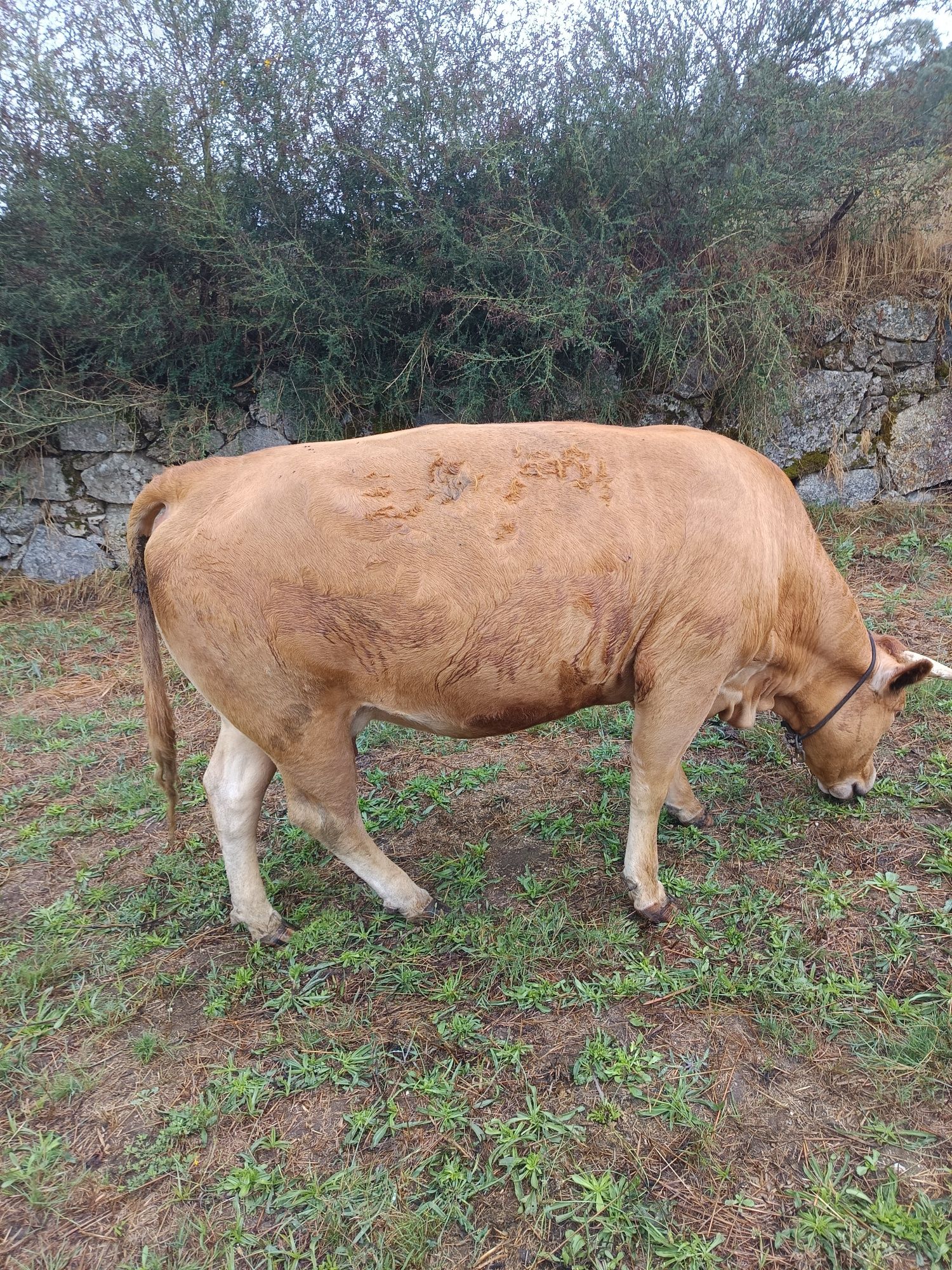 Vacas minhotas Viana do castelo