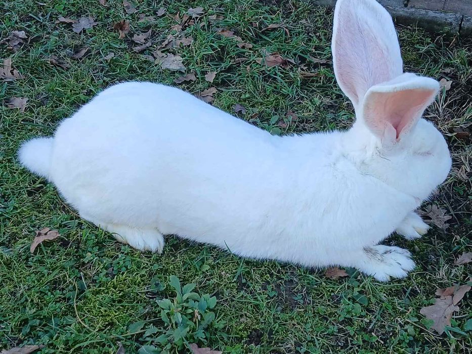 Самки Білий Велетень