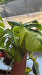 Monstera marmorata