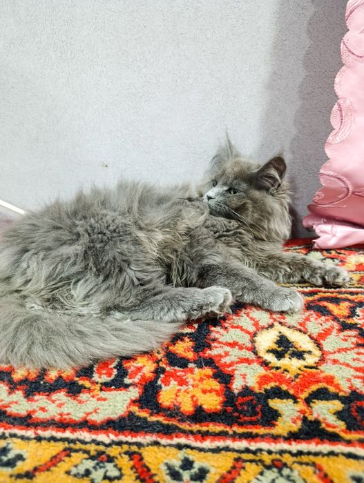 Котенок мейнкун в редком красивом окрасе