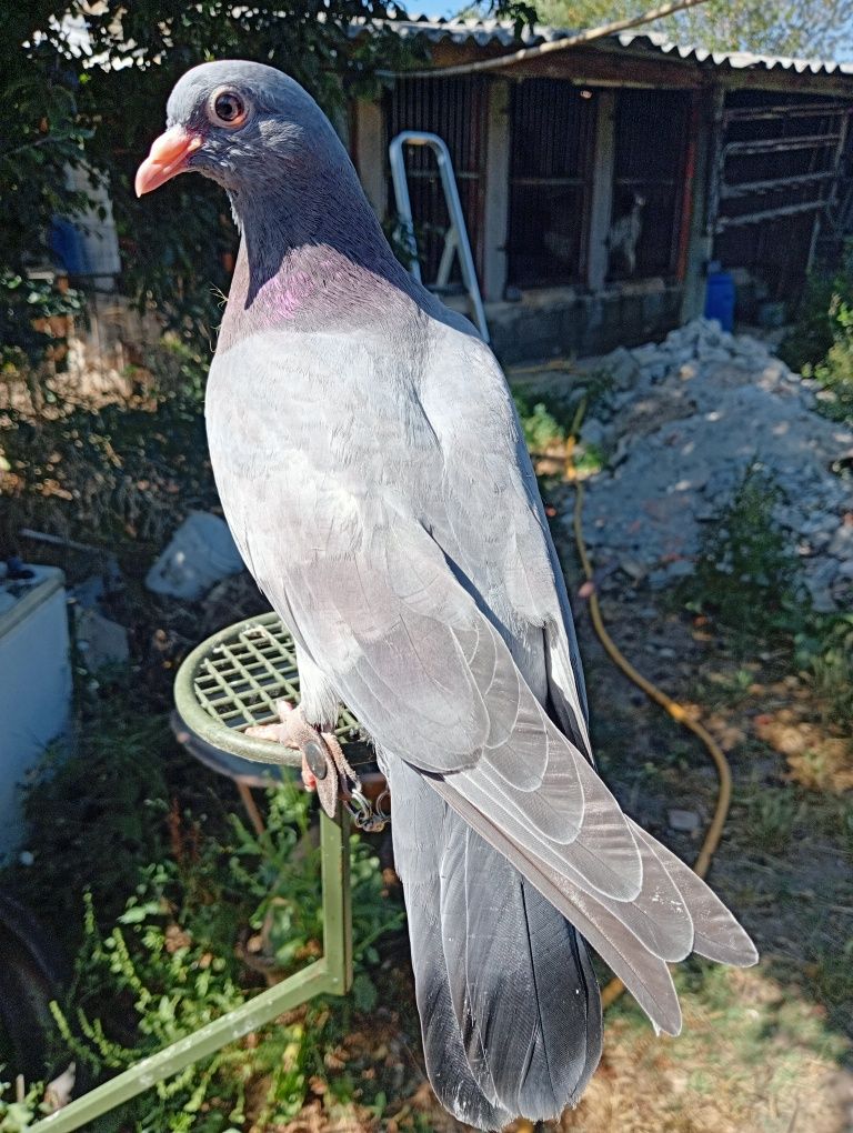 Pombos negaça franceses(Gascogne)