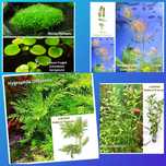 Pack 30 plantas Aquário - 7 espécies manutenção fácil