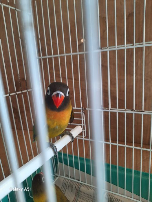 Agapornis Personata 2025 mais gaiola