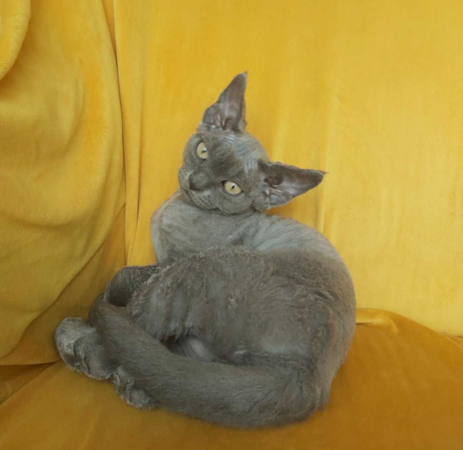 Gotowy do odbioru Devon rex niebieski kocurek