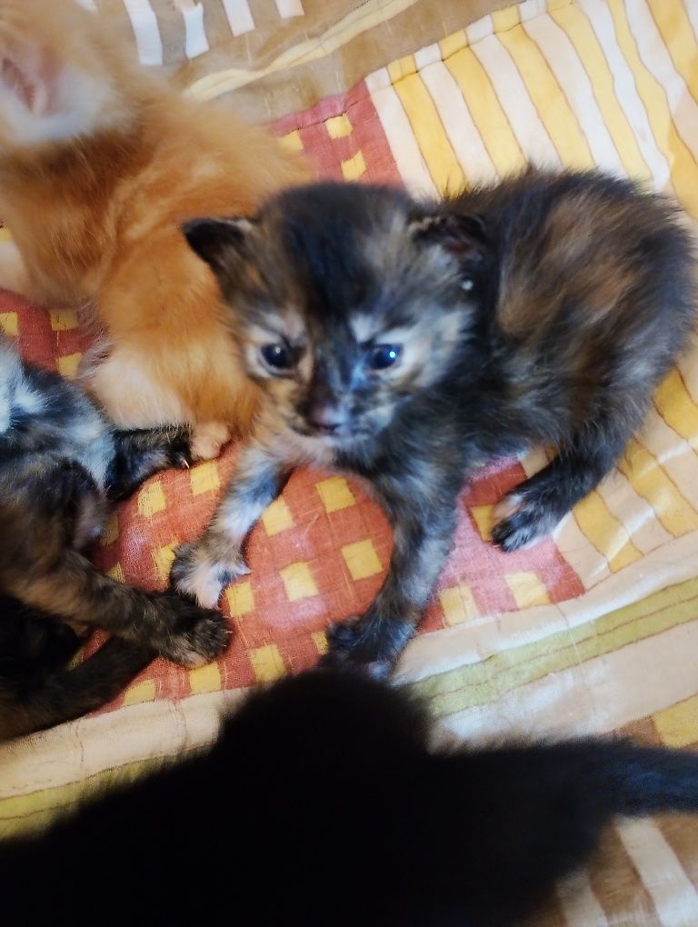 Gatinhos com um mes para doar