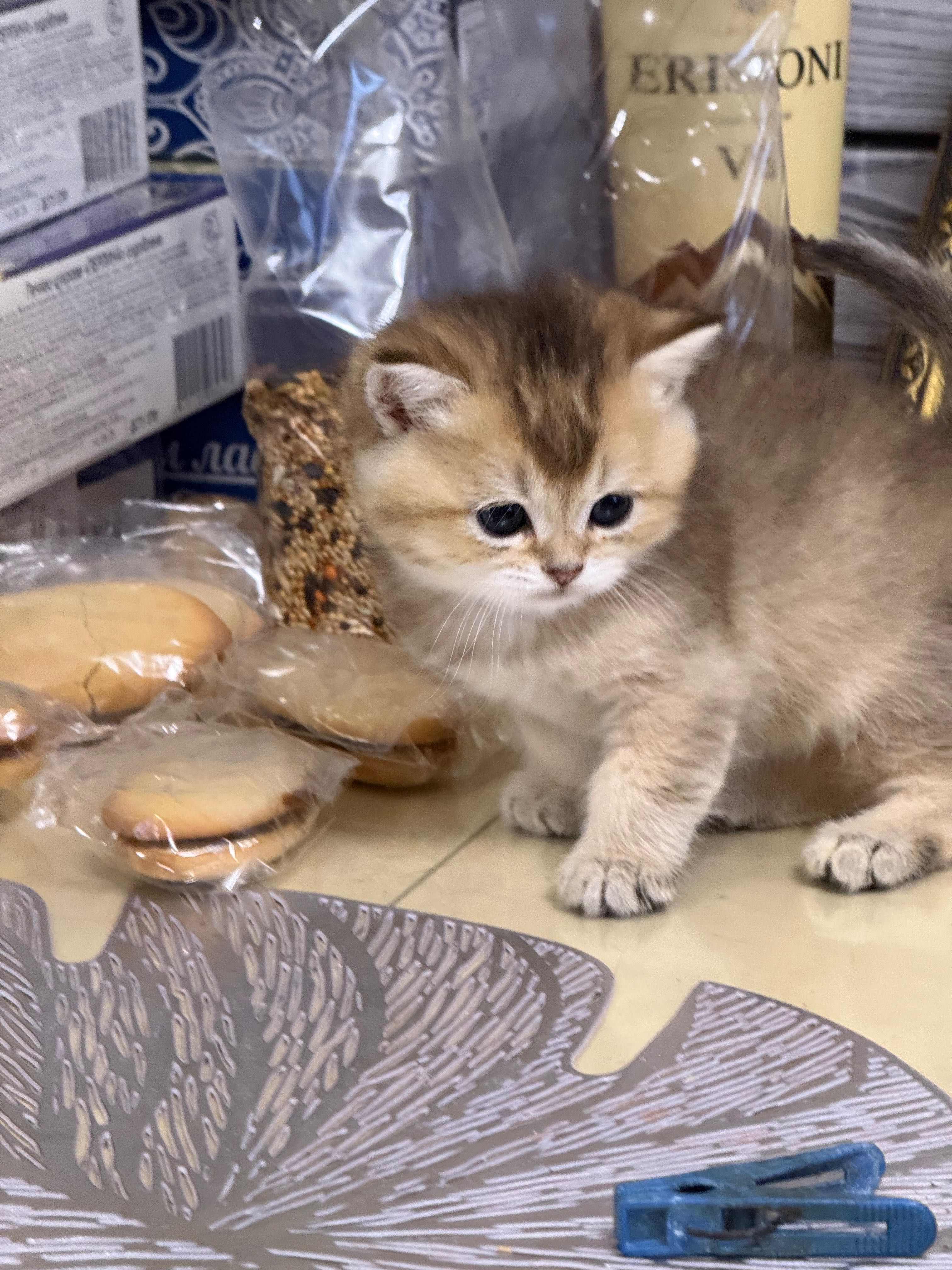 Шотландські кошенята