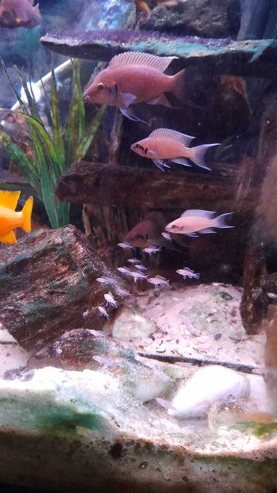 ksiezniczka z burundi