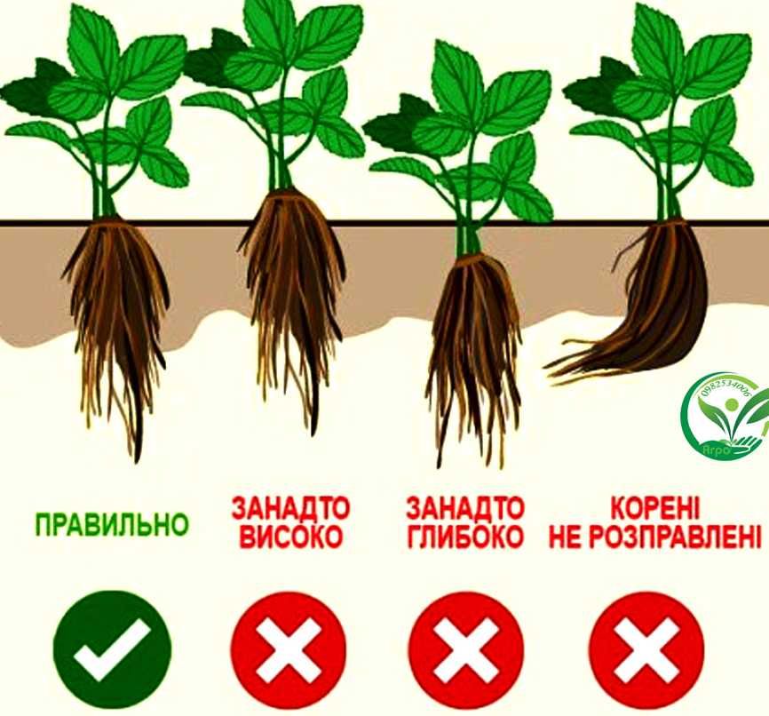 Розсада полуниці (Рассада клубники) Кабріолет ремонтантна (НСД)