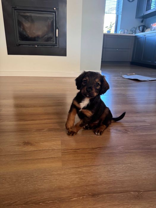 Oddam pieska za darmo