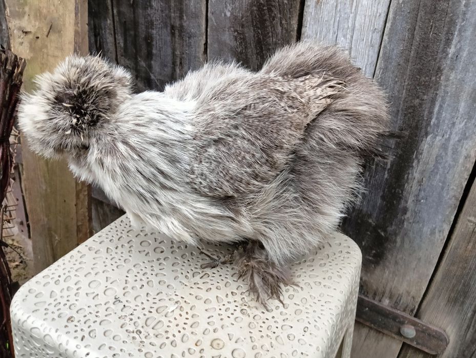 Silki kogut i dwie kurki