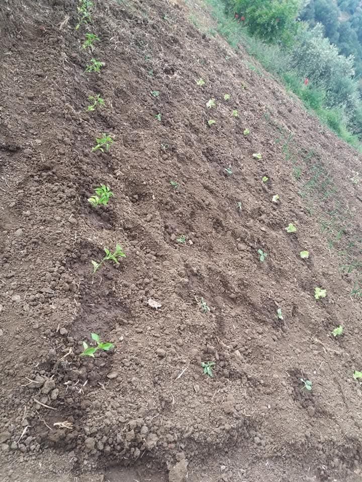 Terreno com 5.3 hectares