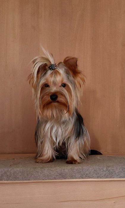 Piękny mały piesek York z rodowodem