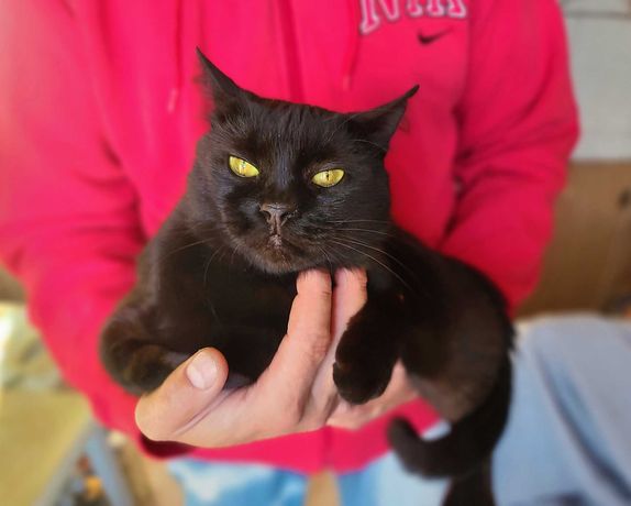 Черная шикарная кошка Мурка. (1 годик, стерилизована)