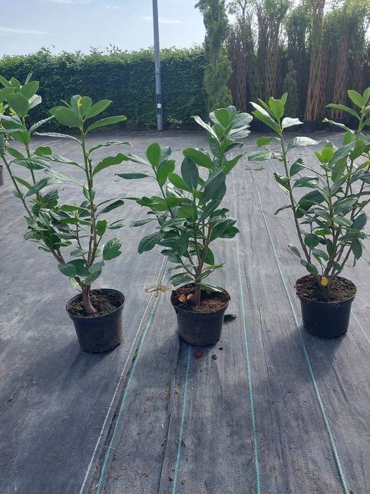 Laurowisnia nowita 60- 120cm hurt/detal