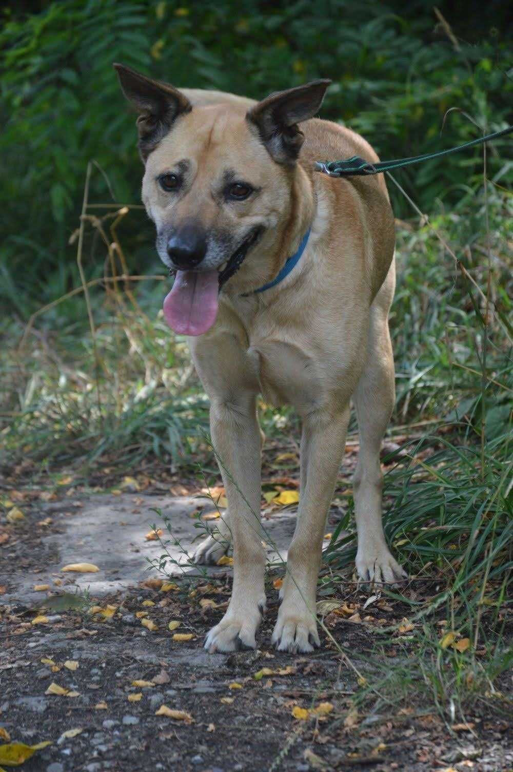 Blondie - poleca się do adopcji