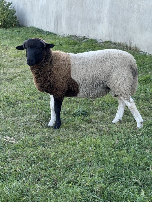 Продам баранів,вівці.