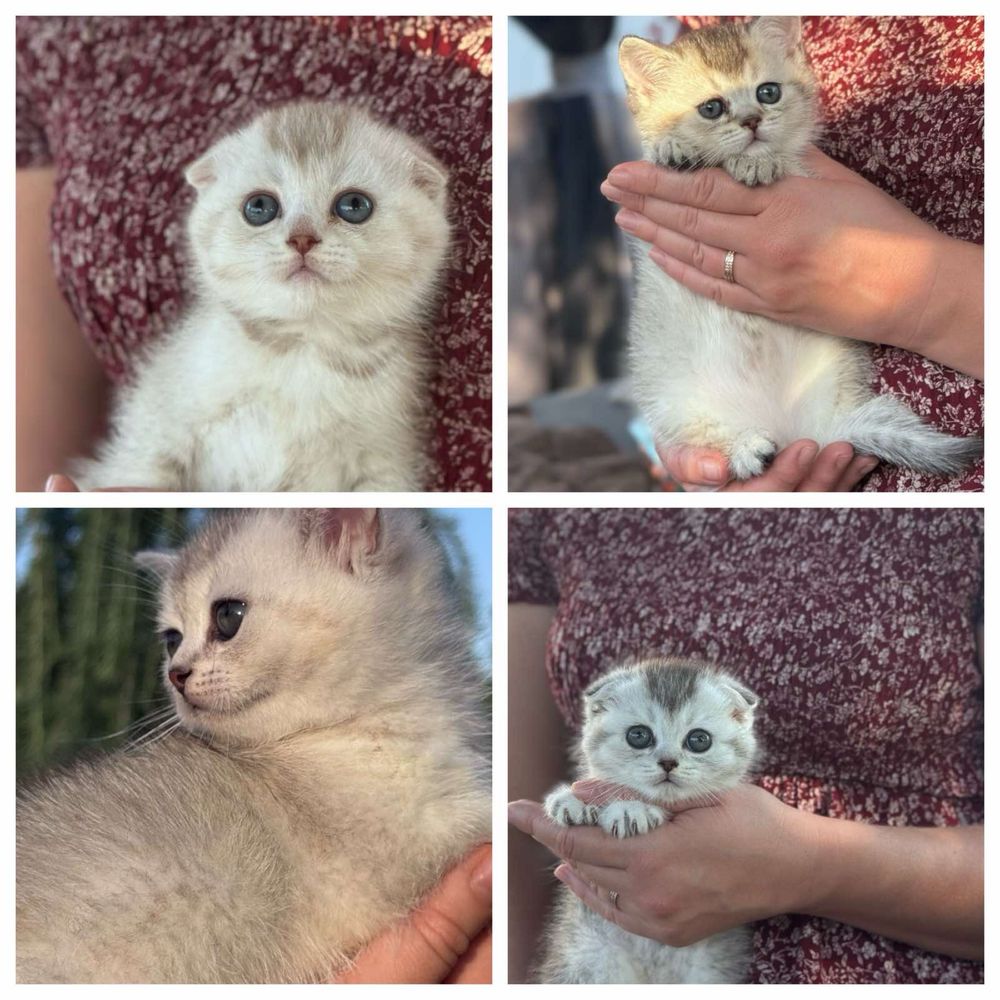 Британські кошенята
