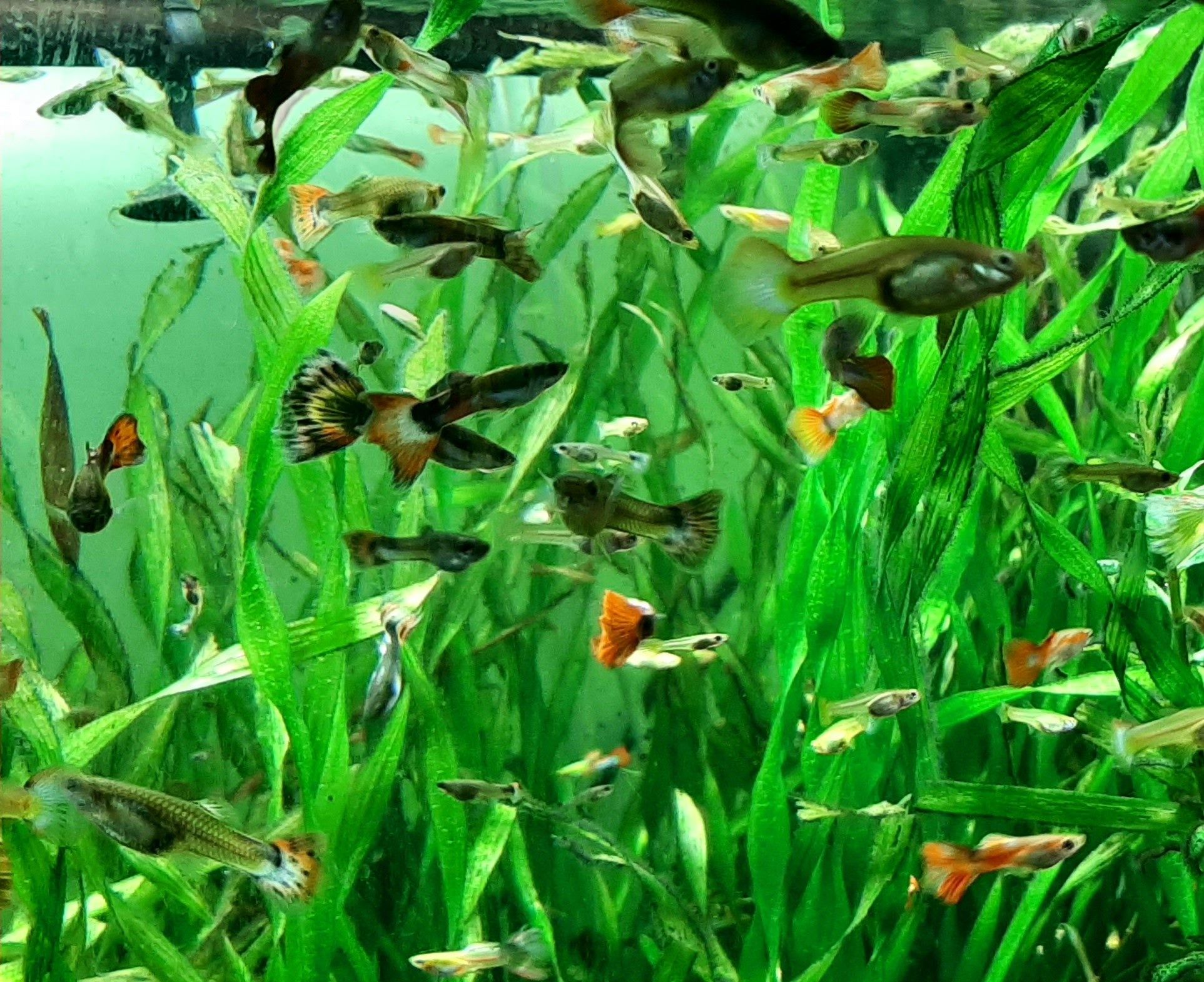 акваріумні рибки: гуппі