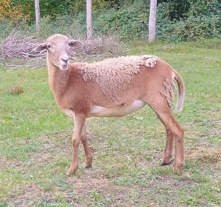 Owce, młode barany mix, Barbados, Dorper