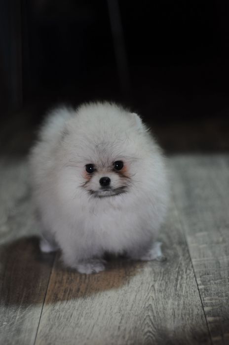 Супер детки, 100% мишки, мини размер