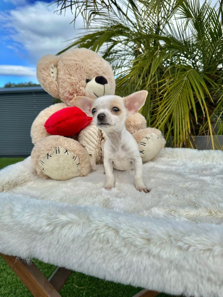 Chihuahua   lindo