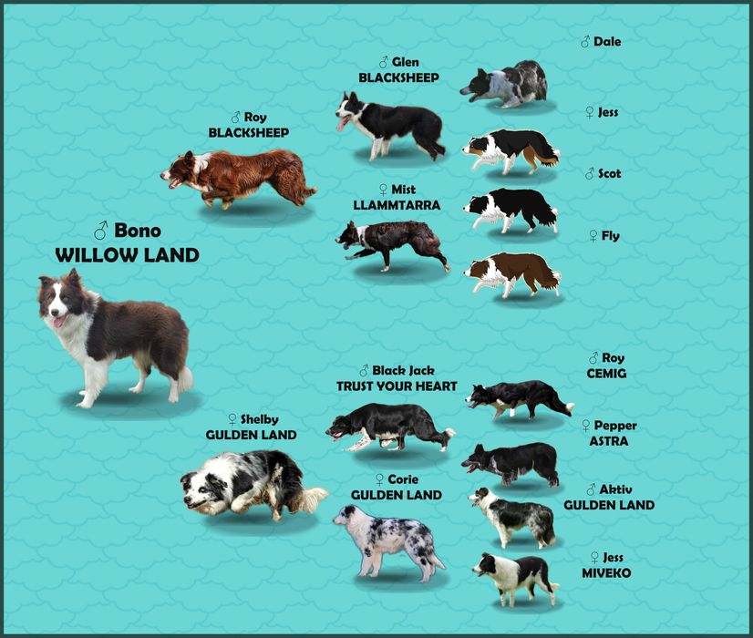BORDER COLLIE - Rasowy z pełną dok. po świetnych rodzicach