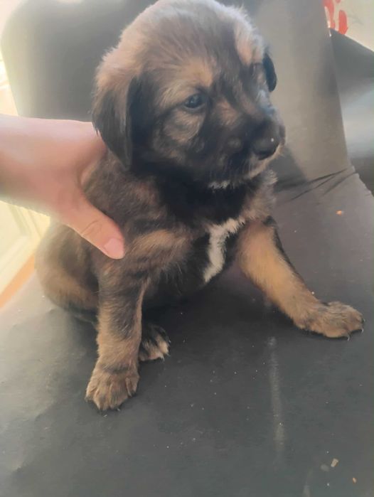 Witam oddam szczeniaki w dobre ręce.