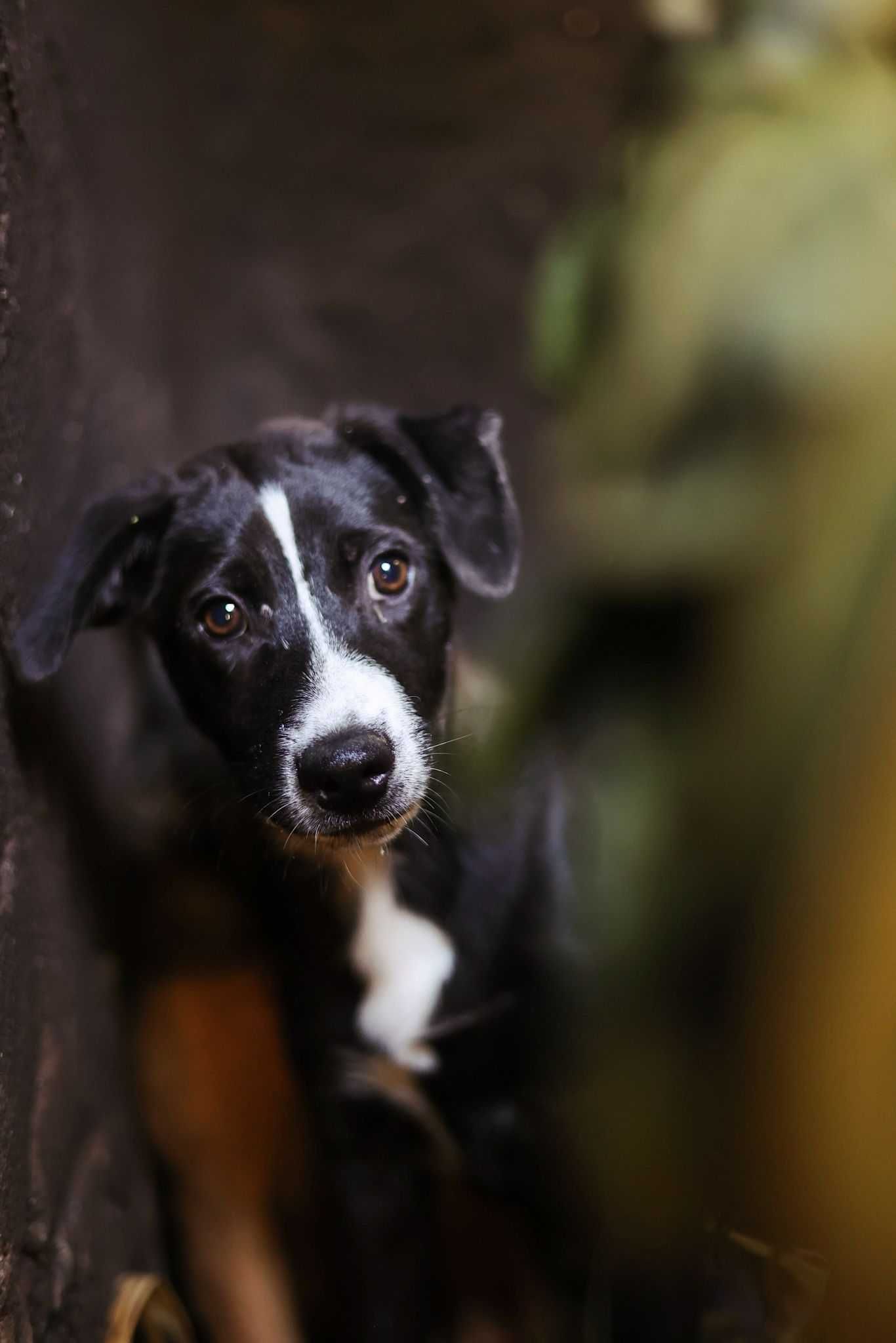 Cachorro para adoção responsável