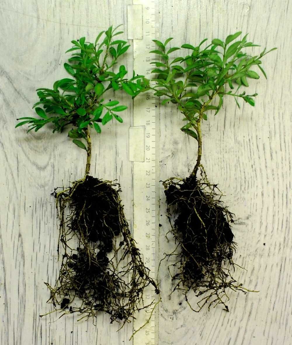 Bukszpan wieczniezielony 'Globosa' Buxus 040