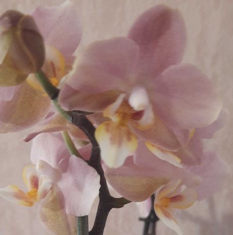 Обильно цветущая орхидея