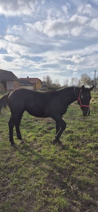 Klacz klaczka źrebica śląska