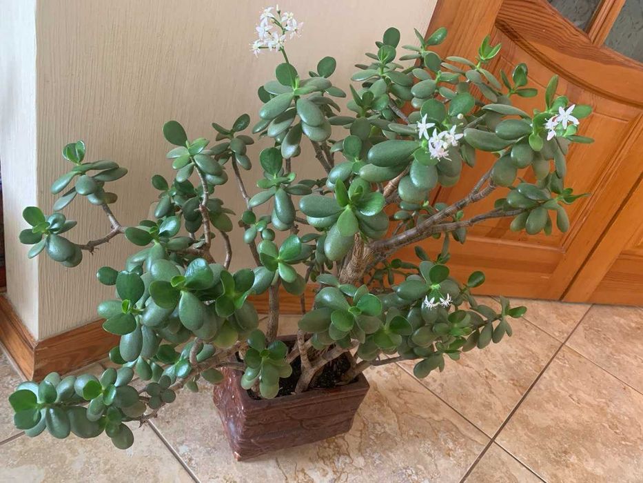 Красула "грошове дерево" товстянка