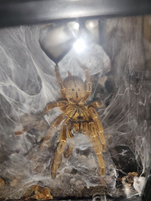 Samica murinus usumbara 5dc wraz terrarium