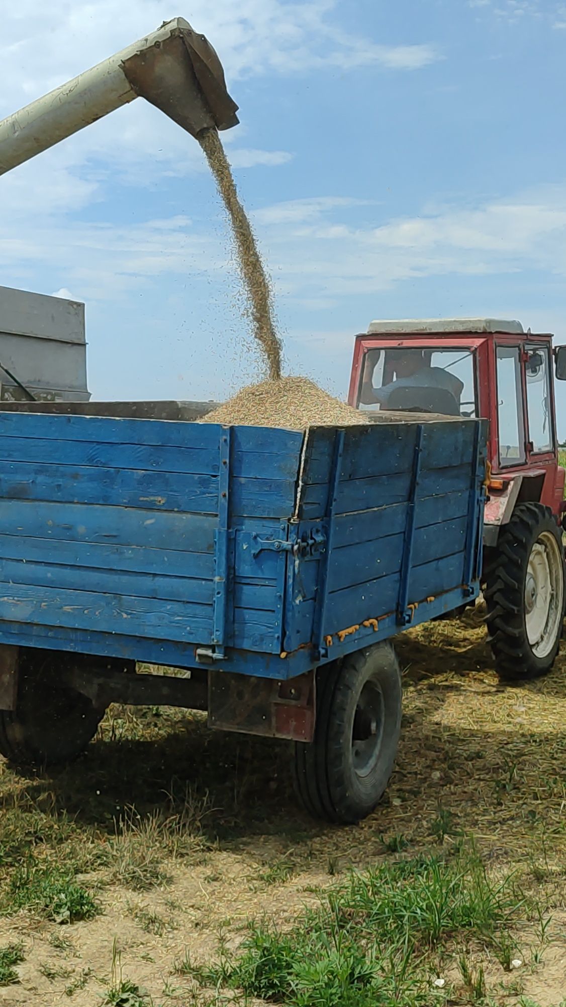 Продам овес сухий в мішках цьогорічний