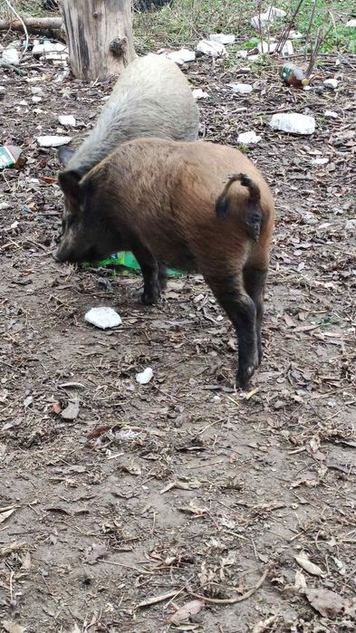 Продаю поросята породи кармали