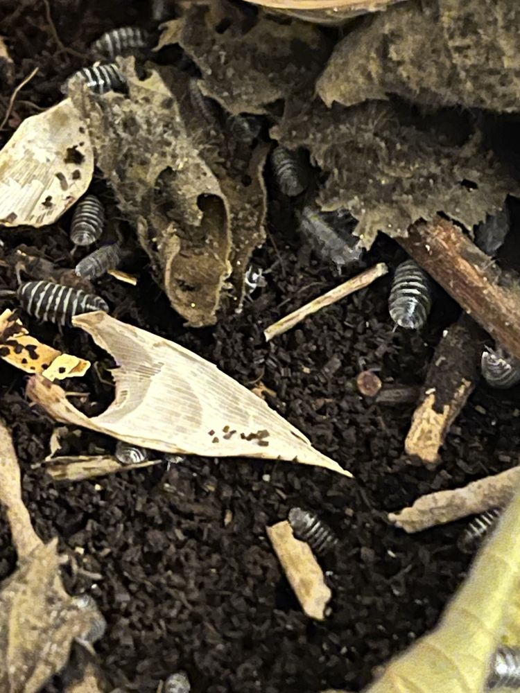 Isopody (Armadillidium maculatum) 10 sztuk