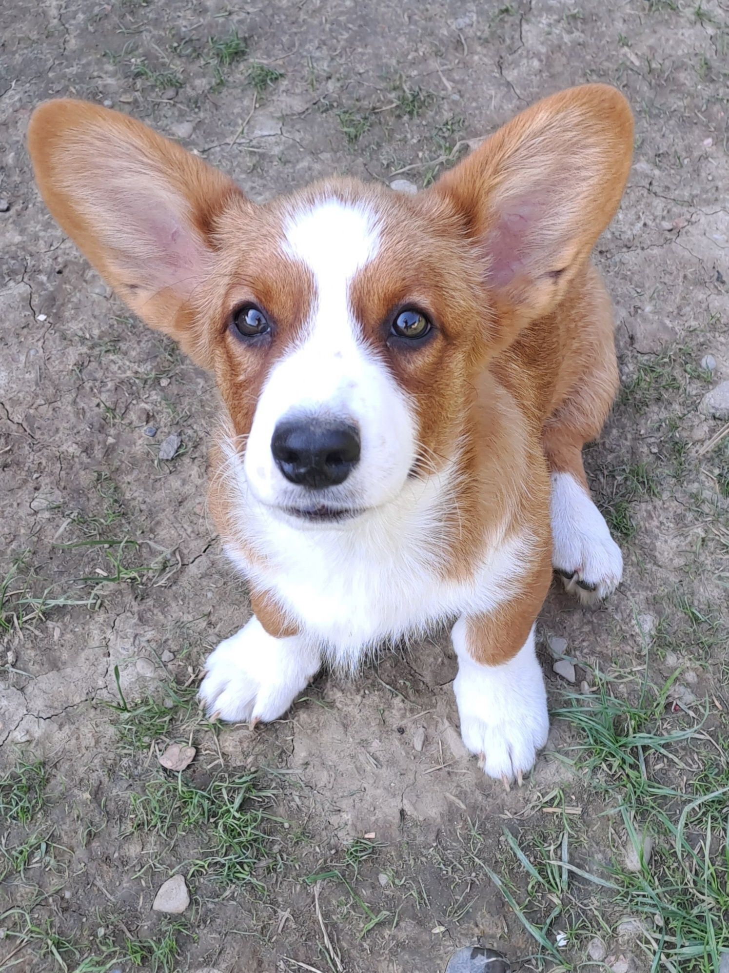 *FLOKI*WELSH CORGI CARDIGAN **śliczny piesek gotowy do zmiany opiekuna