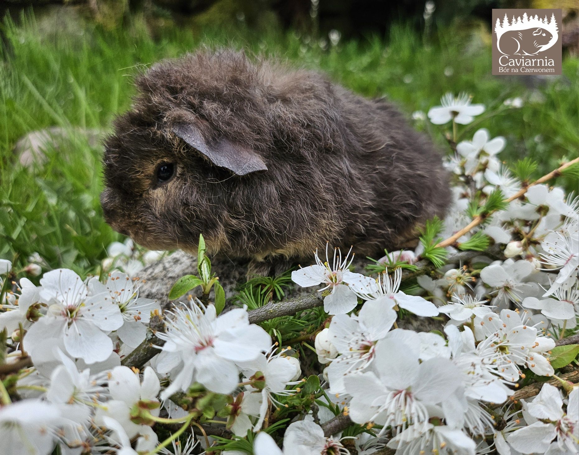 US TEDDY świnka morska kawia domowa samiec  Malibu