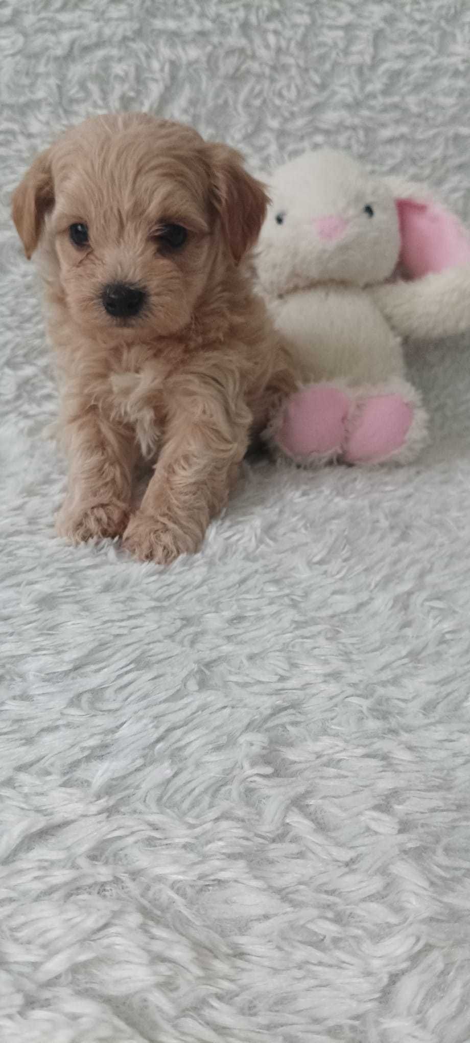 Maltipoo po rodowodowach i małych rodziców.