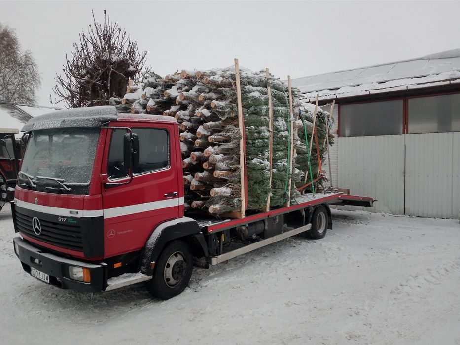 Jodła kaukaska import 150-200cm oraz 200-250cm palety