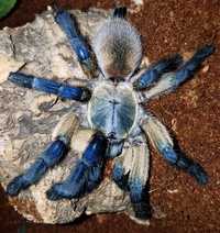 паук Monocentropus balfouri L 10-11 самка 

Голубой пцеетид Monocentro