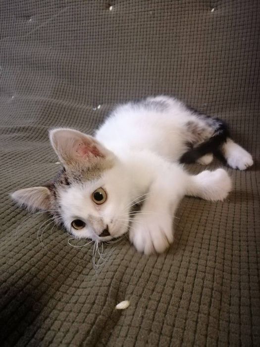 Котята отдам котики котенок мальчик