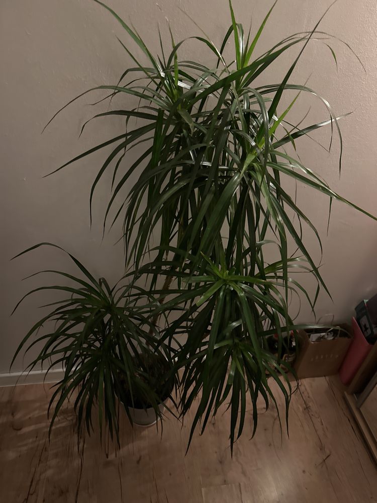 Duża potrójna Dracena 150x90