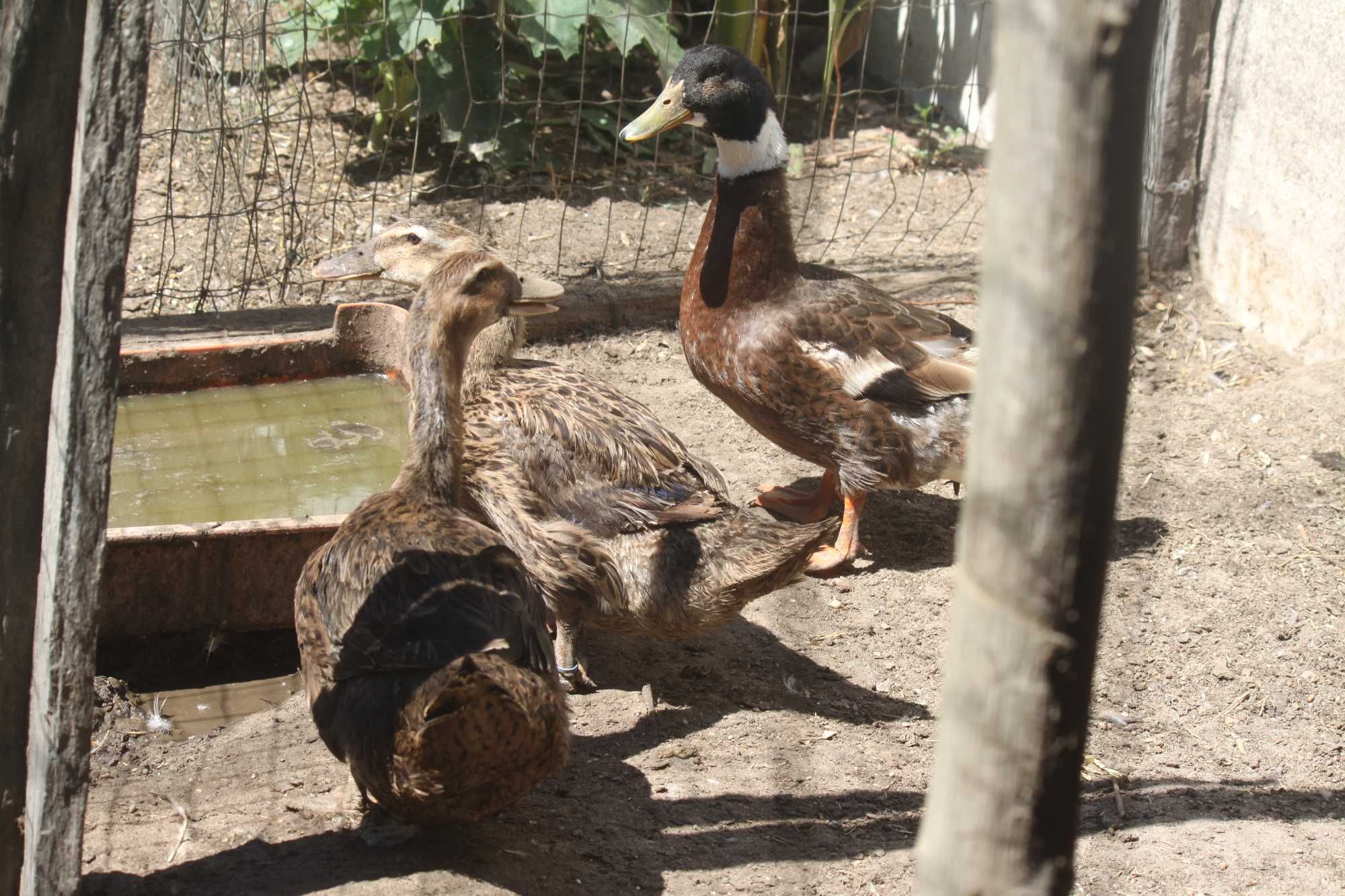 trio ou casal de patos rouen