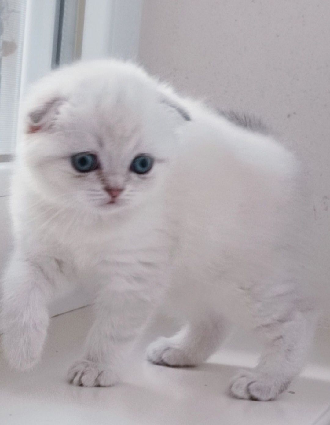 Вязка!Чистокровный вислоухий голубоглазый котик  приглашает девочек !