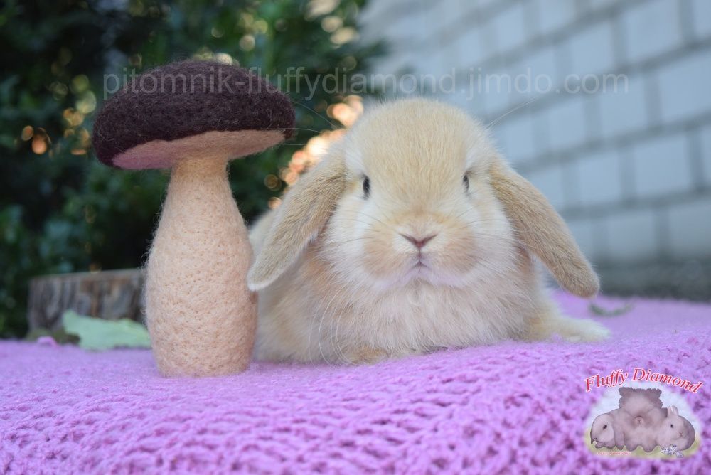 Кролики карликових порід! Висловухі кроленята готові до перееїзду!