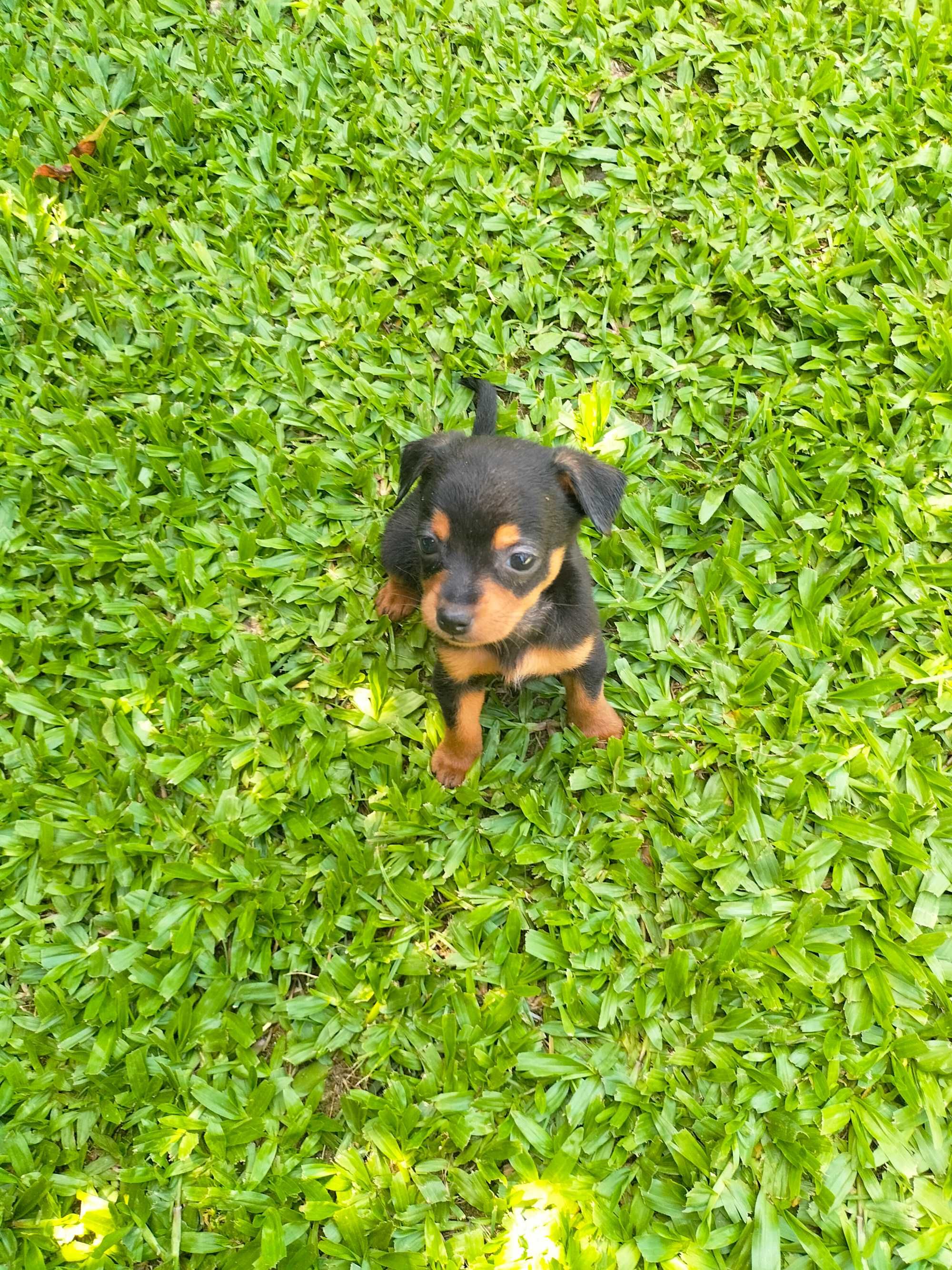 Pinscher mini fêmea linda