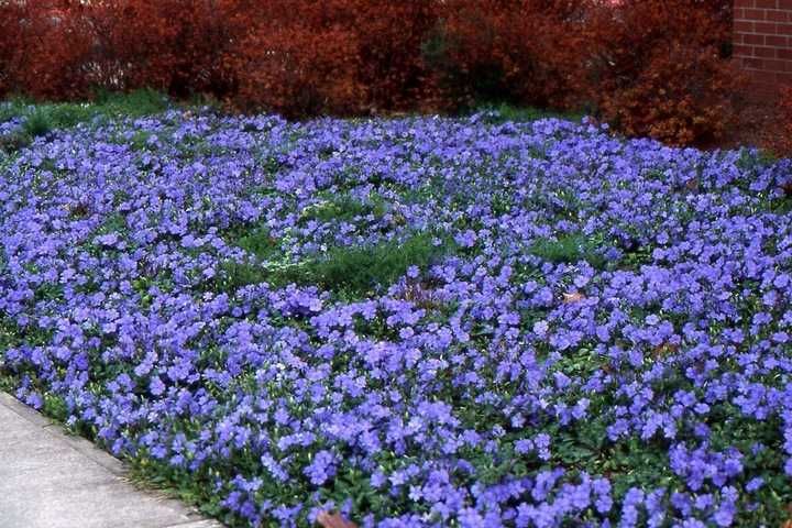 Barwinek pospolity 100 SZTUK po1 zł zadarniający pod drzewa